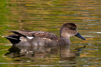 Gadwall