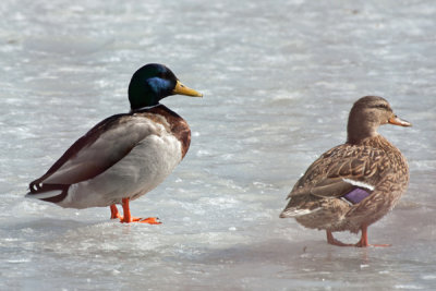 Mallard