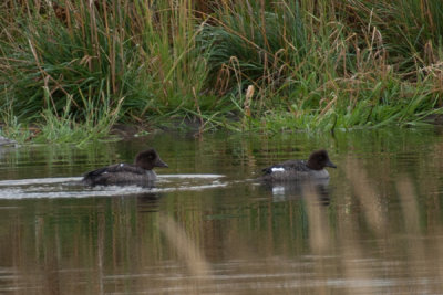 Barrow's Goldeneye