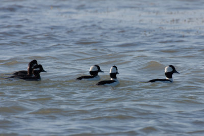 Bufflehead