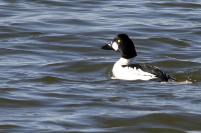 Common Goldeneye