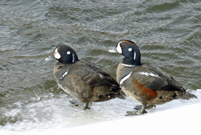 Harlequin Duck