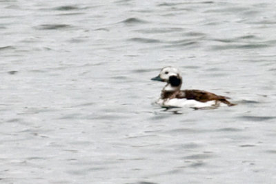 Long-tailed Duck 1