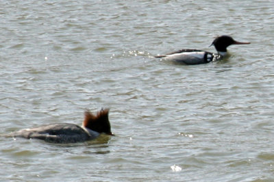 Red-breasted Merganser