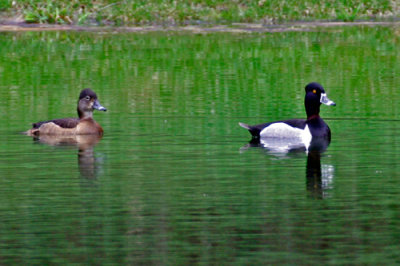 Ring-necked-Duck