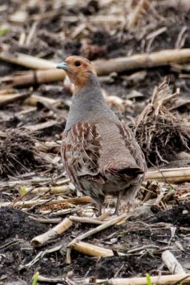 Gray Partridge