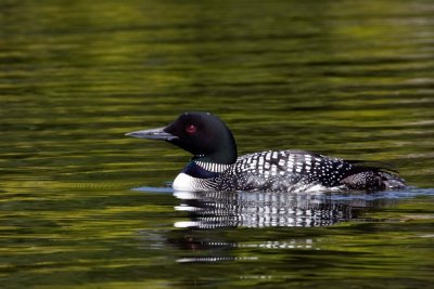 Minnesota Birds