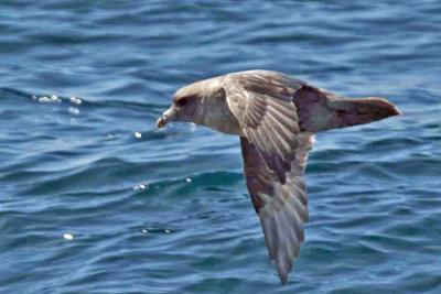 Northern Fulmar