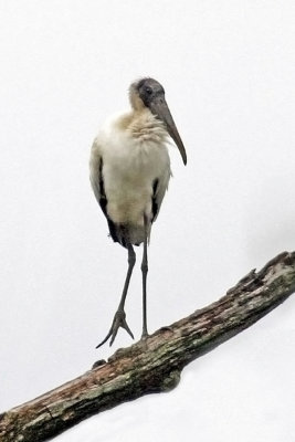 Wood Stork 2