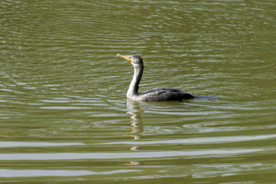 Double-crested Cormorant 1