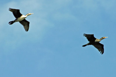Double-crested Cormorant 2