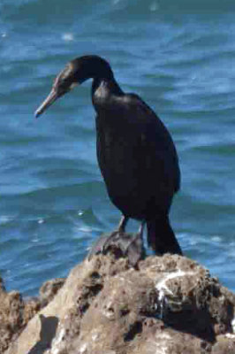 Pelagic Cormorant 2