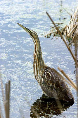American Bittern 2