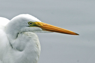 Great Egret 1