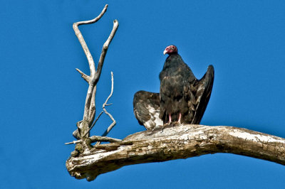 Turkey Vulture 1