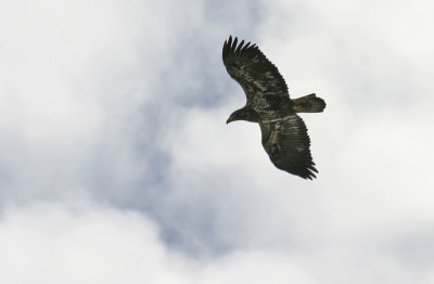 Bald Eagle (Immature)