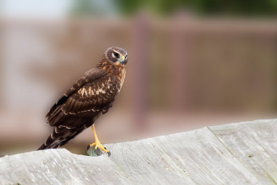 Northern Harrier 1