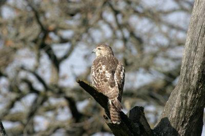 Red-tailed Hawk (Immature)