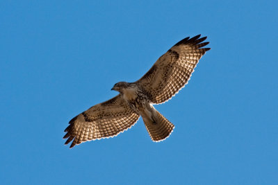 Red-tailed Hawk 3