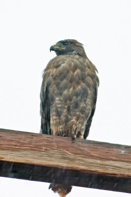 Red-tailed Hawk 5