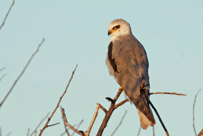 White-tailed Kite 5