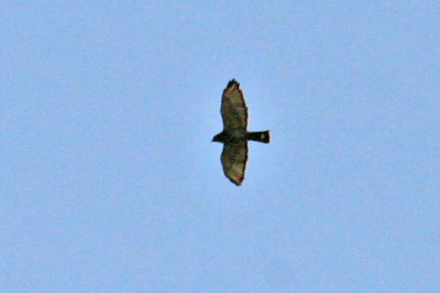 Broad-winged Hawk 2