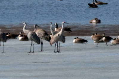 Sandhill Crane 2