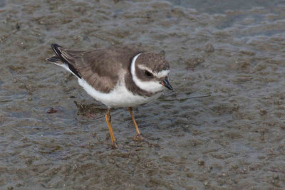 Semipalmated Plover 1