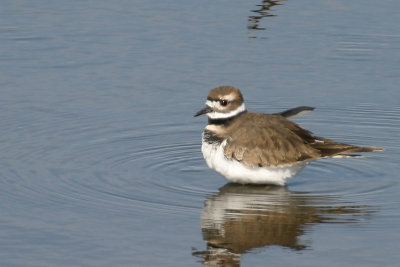 Killdeer 1