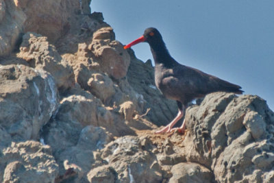 Black Oystercatcher 2