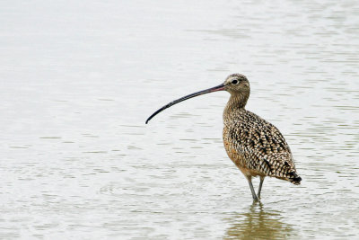 Long-billed Curlew 1
