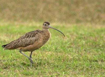 Long-billed Curlew 2