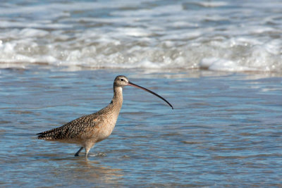Long-billed Curlew 3