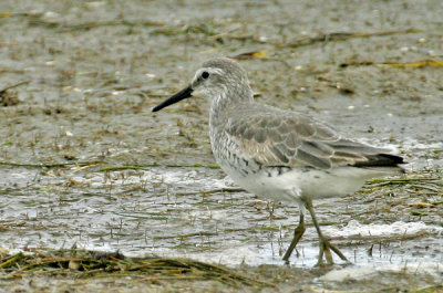 Red Knot 1