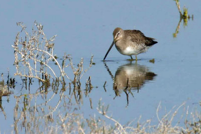 Long-billed Dowitcher 1