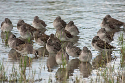 Long-billed Dowitcher 2