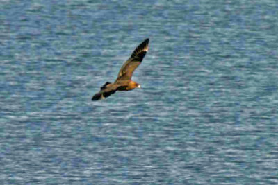Pomarine Jaeger 2