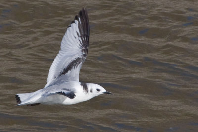 Black-legged Kitiwake 3