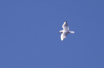 Black-headed Gull
