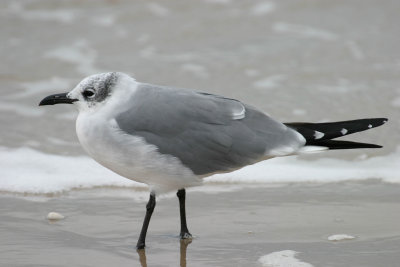 Laughing Gull 2