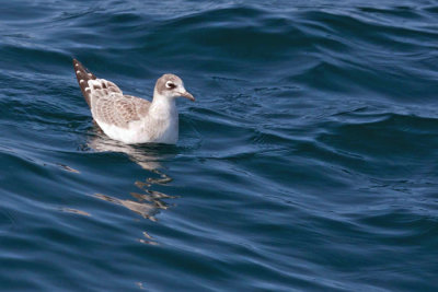 Franklin's Gull 1