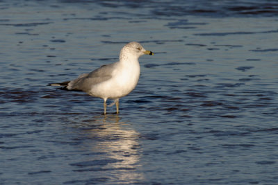 Ring-billed Gull 1