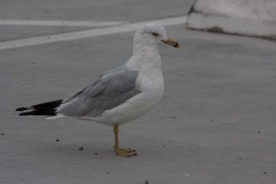 California Gull 2