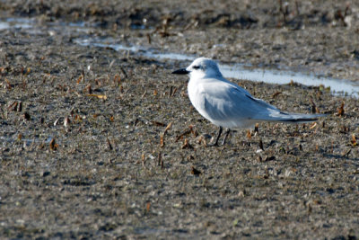 Gull-billed Tern 2