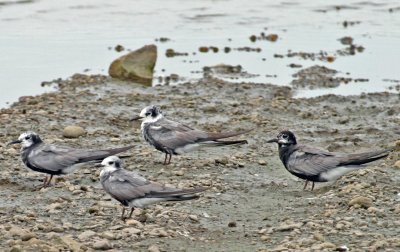 Black Tern 1