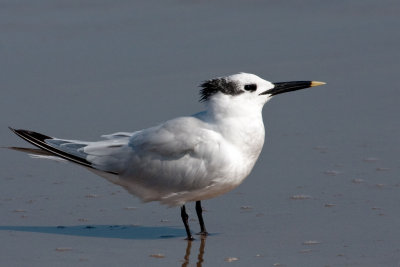 Sandwich Tern 2
