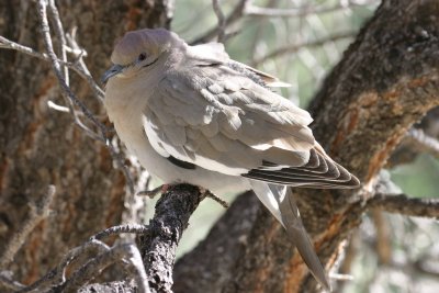 White-winged Dove 1