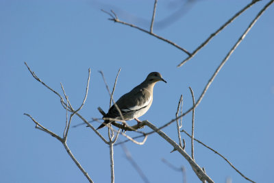 White-winged Dove 2