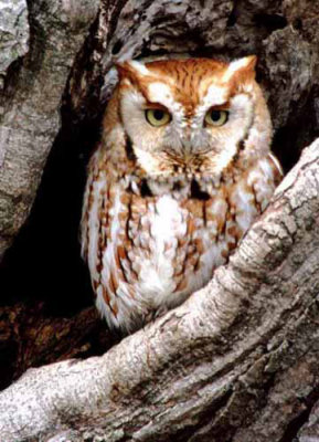 Eastern Screech-Owl 1
