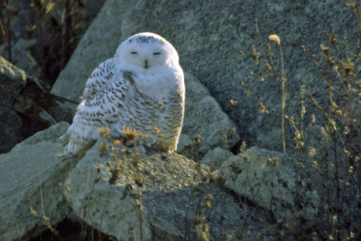 Snowy Owl 3